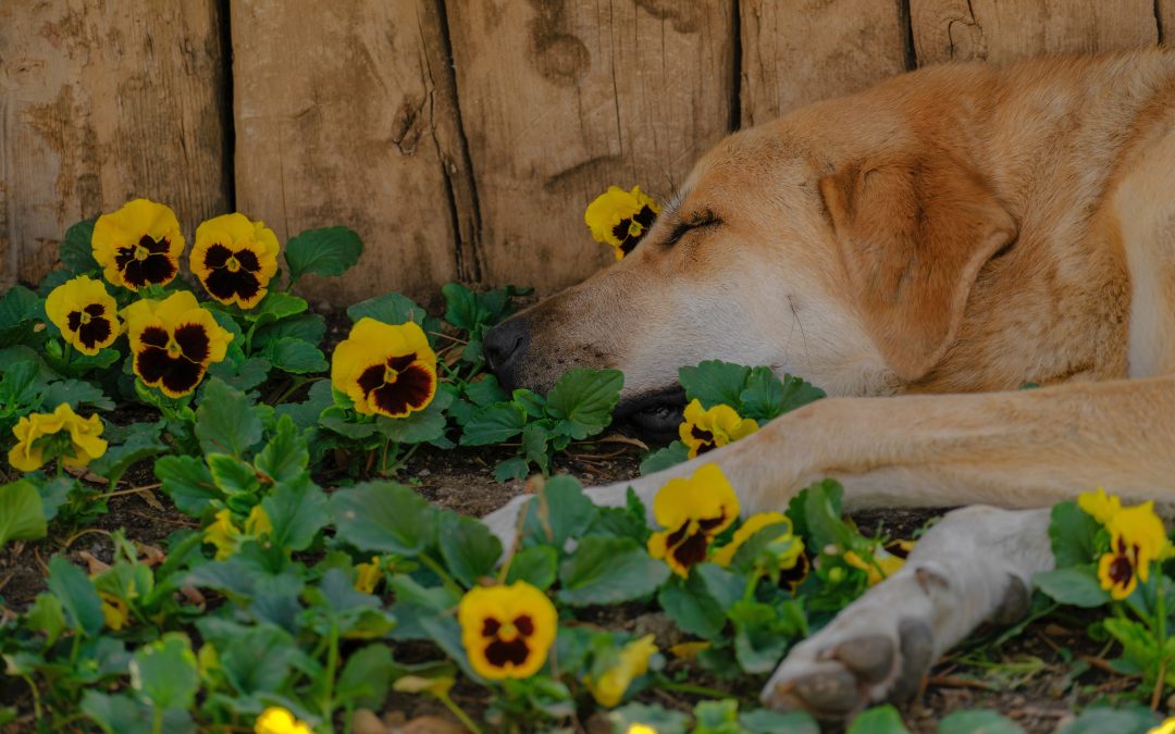 ¿Cómo influye tener mascotas en un proceso de divorcio?