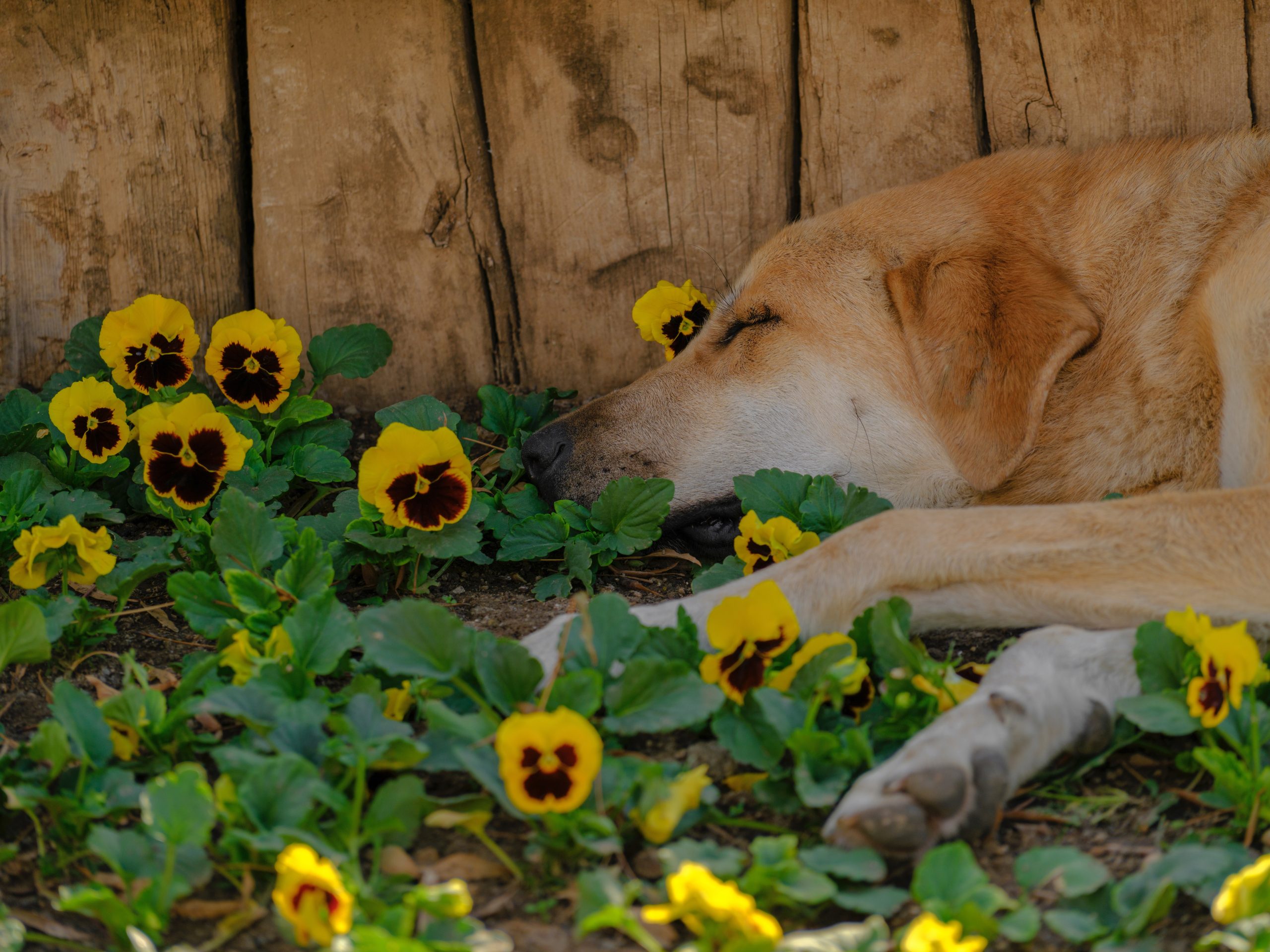 perro descansando por proceso de divorcio de sus dueños