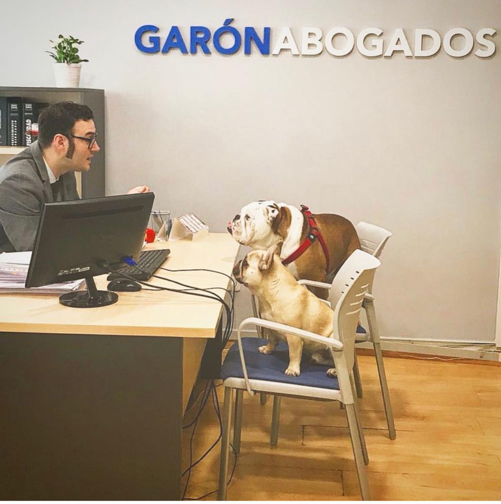 mascotas de garon abogados